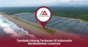 Tambak Udang Terbesar Di Indonesia Gunakan Paddle Wheel Aerator